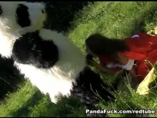 the panda bear caught little red riding hood in the forest, tore it off on a green lawn.